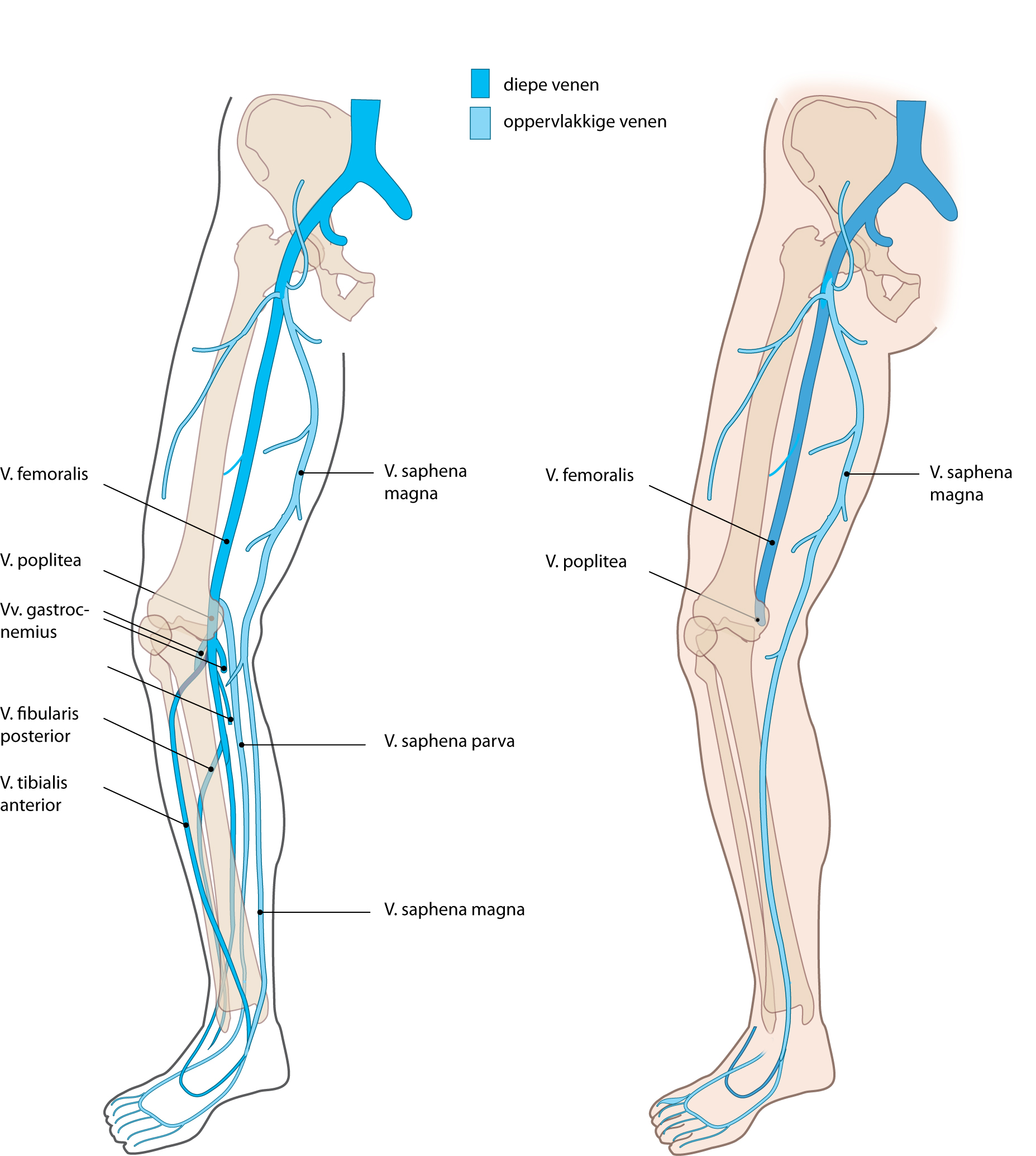 Slagter Drawing Deep And Superficial Veins Of The Lower Extremity